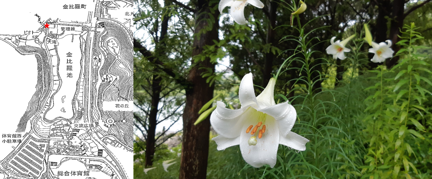 中央公園 花だより お知らせ 定期的にイベント開催 自然に囲まれた北九州市内の公園